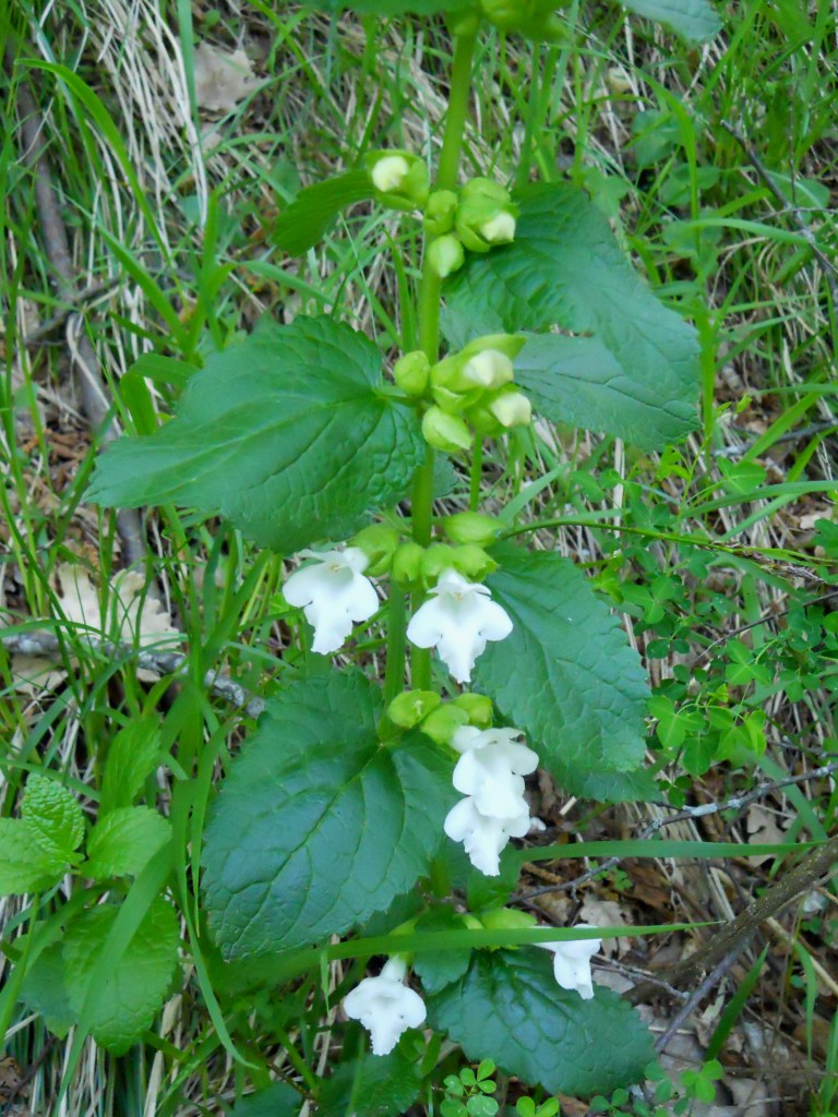 Pianta del bosco - Melittis melissophyllum